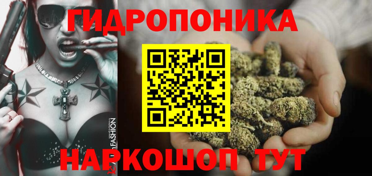 Конопля индика Кохма